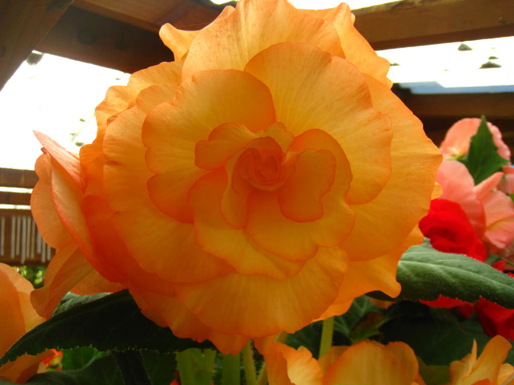 B. ‘Peach Melba’